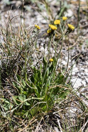 Slender Hawkweed (Hieracium triste)