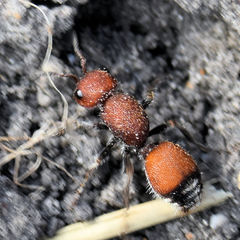 Dasymutilla creon