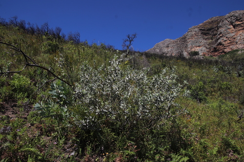 Image of Podalyria rotundifolia by (c) Tony Rebelo, some rights reserved (CC BY-SA)