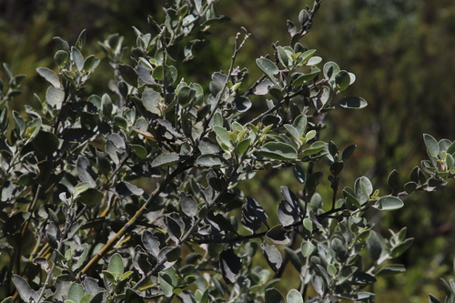 Image of Podalyria rotundifolia by (c) Tony Rebelo, some rights reserved (CC BY-SA)