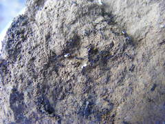 Monomorium ergatogyna