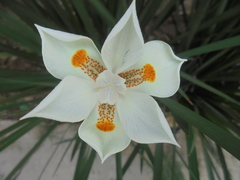 Dietes robinsoniana