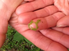 Wolffia brasiliensis