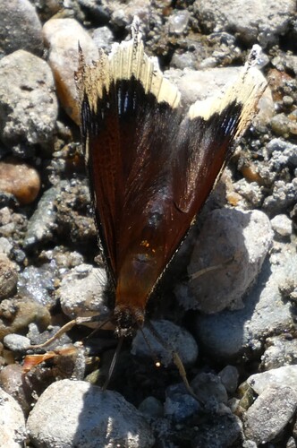 Mourning Cloak