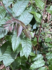 Toona ciliata, photograph Martin Hannan-Jones, CC BY, iNaturalist via GBIF