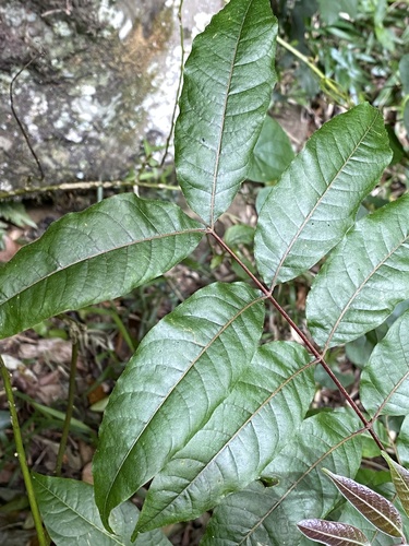 Toona ciliata, photograph 2