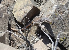 Callopistes maculatus