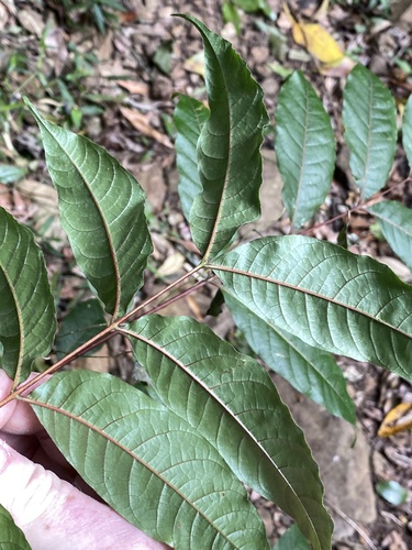 Toona ciliata, photograph 3