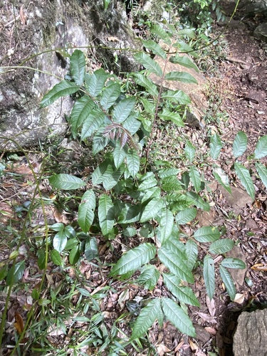 Toona ciliata, photograph 4