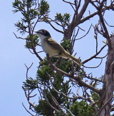 Vireo atricapilla