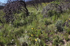 Cliffortia erectisepala