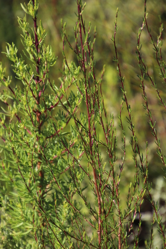 Image of Needle-Leaved Ricebush by (c) Tony Rebelo, some rights reserved (CC BY-SA)