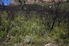 Cliffortia erectisepala