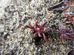 Camissonia contorta