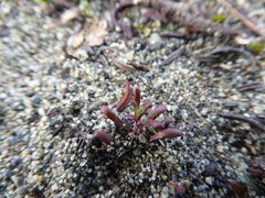 Camissonia contorta