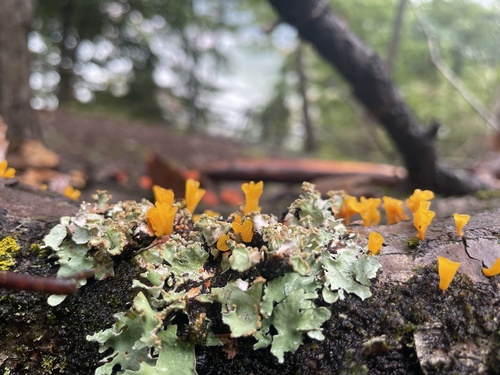 Dacrymyces spathularia