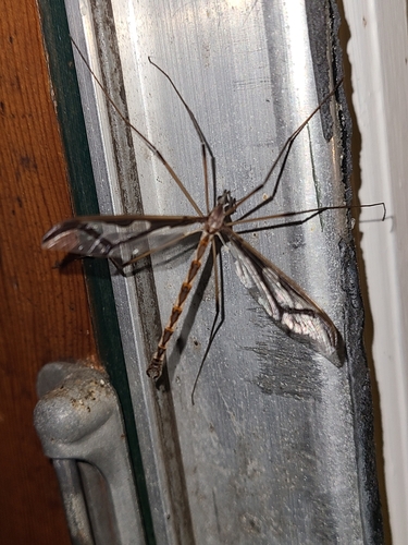 Giant Eastern Crane Fly photo 2