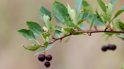 River hawthorn (Crataegus rivularis)