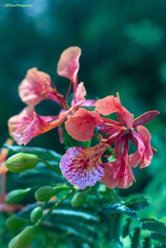 Delonix regia - Flowers