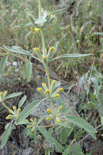 Armenian Lampwick (Phlomis armeniaca)