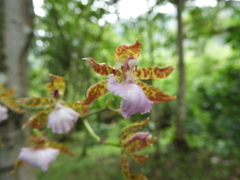 Rhynchostele bictoniensis