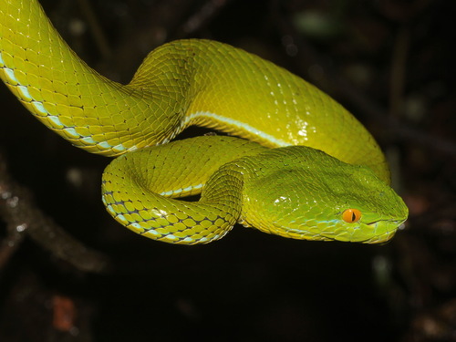 Yunnan Bamboo Pitviper