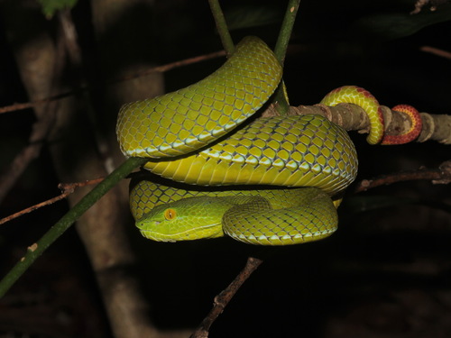 Yunnan Bamboo Pitviper