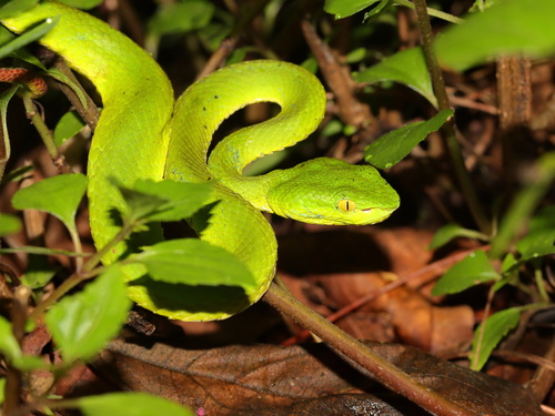 Yunnan Bamboo Pitviper