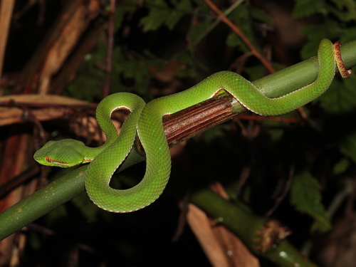 Yunnan Bamboo Pitviper