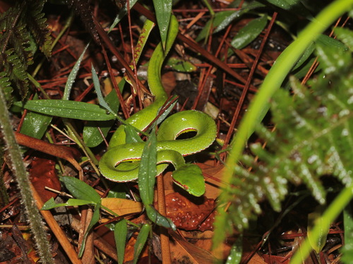 Yunnan Bamboo Pitviper