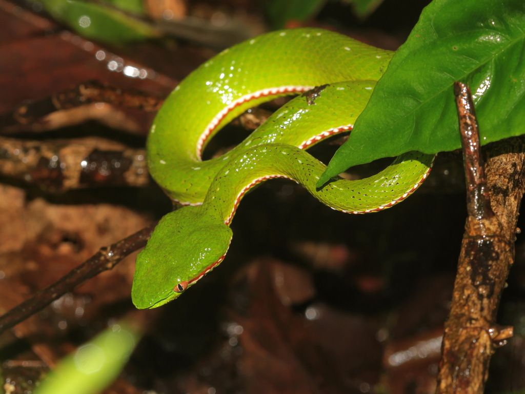 Yunnan Pit Viper
