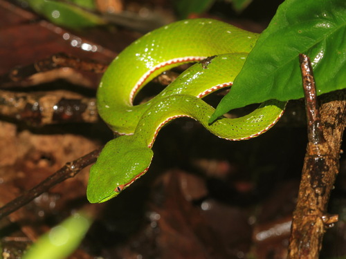 Yunnan Bamboo Pitviper