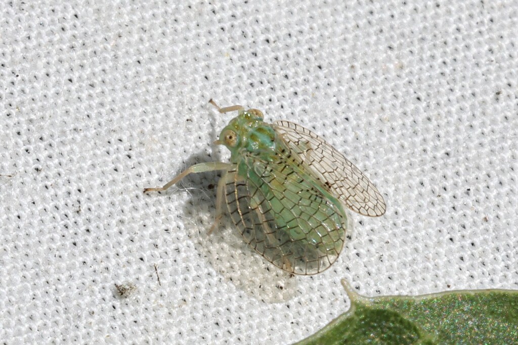 Neaethus grossus