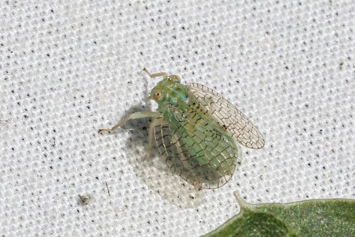 Neaethus grossus