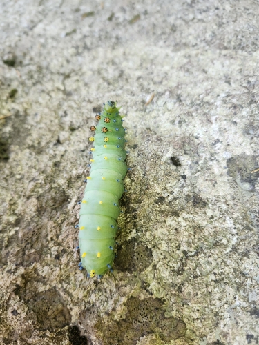 Cecropia Moth