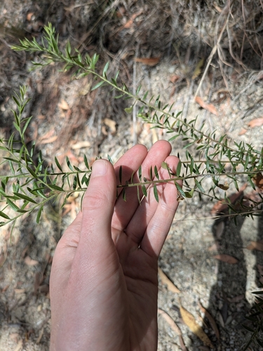 Daviesia filipes, 2025-09-06