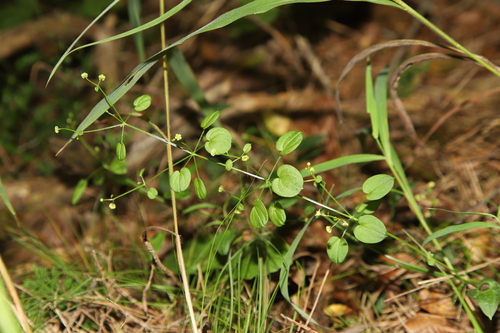 Rubia hexaphylla iNat (1)