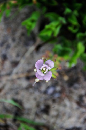 Syncolostemon bracteosus image