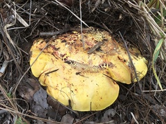Buchwaldoboletus
