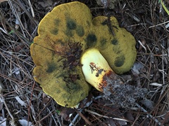 Buchwaldoboletus