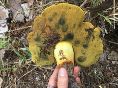 Buchwaldoboletus