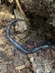 Plethodon glutinosus