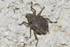Brachycerus muricatus