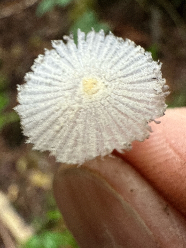 Coprinopsis sp. 'MI03'