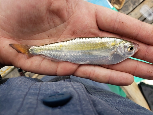 White sardine tetra (Triportheus albus) — Triportheidae — 5