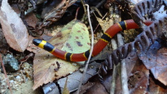 Pliocercus elapoides