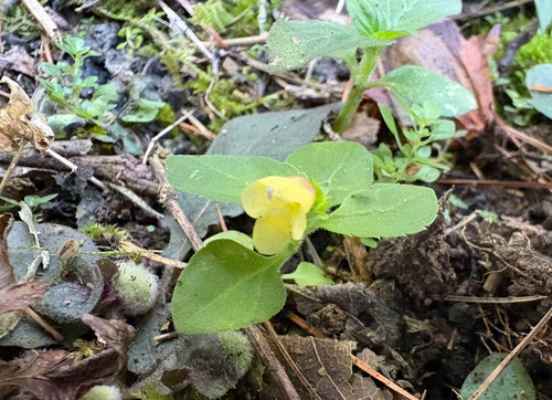 Torenia flava, photograph 4
