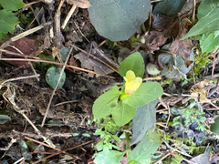 Torenia flava, photograph 黃美滿, CC BY, iNaturalist via GBIF