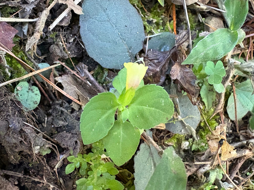 Yellow-flowered Torenia (Torenia flava)