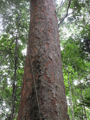 Parkia pendula
